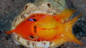 Lizardfish_ Predation_ Moment Wallpaper