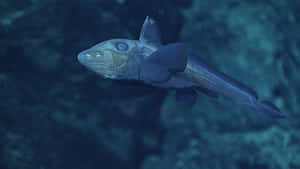 Lizardfishin Deep Sea Wallpaper