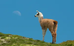 Llama Looks Into Field Wallpaper