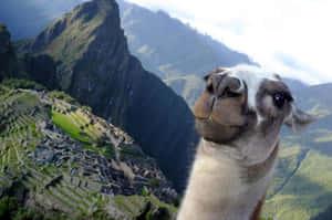 Llama Overlooking Machu Picchu Wallpaper