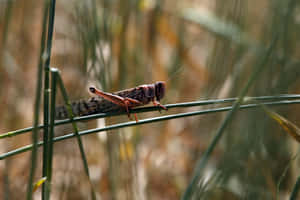 Locust Restingon Grass Blade Wallpaper