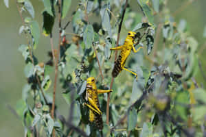 Locusts Perchedon Greenery Wallpaper