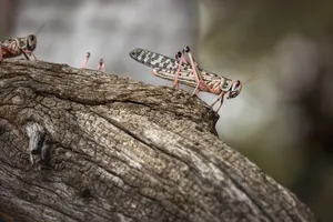 Locustson Tree Bark Wallpaper