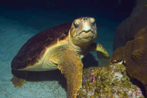 Loggerhead Sea Turtle Ocean Bed Wallpaper