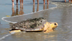 Loggerhead Sea Turtle On Beach Wallpaper