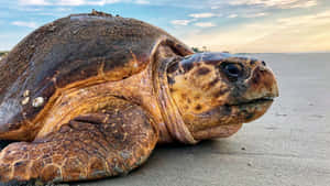 Loggerhead Sea Turtle On Beach Wallpaper