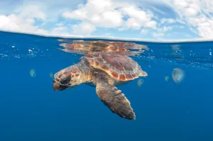Loggerhead Sea Turtle Swimming Wallpaper