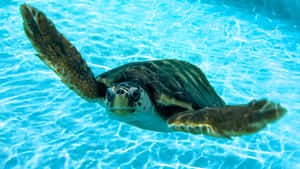 Loggerhead Sea Turtle Swimming Wallpaper