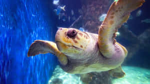 Loggerhead Sea Turtle Swimming Underwater.jpg Wallpaper