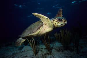 Loggerhead Sea Turtle Swimming Underwater Wallpaper