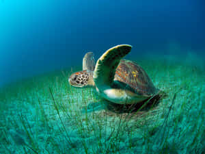 Loggerhead Sea Turtle Underwater Wallpaper