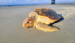 Loggerhead Sea Turtleon Beach Wallpaper