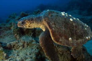 Loggerhead_ Turtle_ Underwater Wallpaper