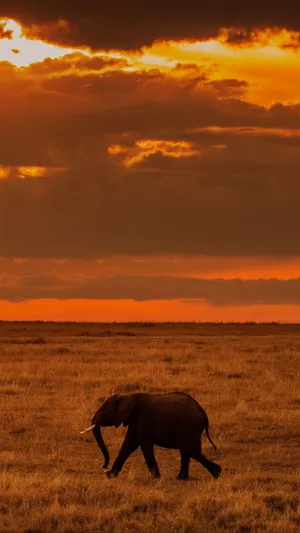 Lone Elephant Africa Iphone Wallpaper