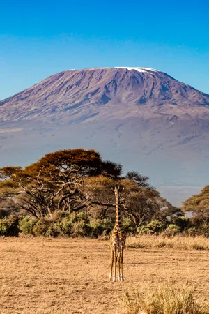 Lone Giraffe On Mount Kilimanjaro Wallpaper