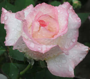 Lone Rose Capturing The Raindrops Wallpaper