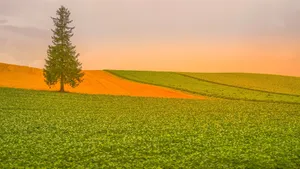 Lone Tree On Farmland Wallpaper