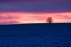 Lone Tree Under The Blue And Purple Sunset Wallpaper
