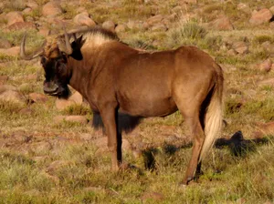 Lone Wildebeestin Grassland.jpg Wallpaper