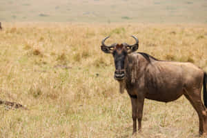 Lone Wildebeestin Savannah Wallpaper