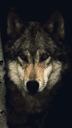 Lone Wolf In Moonlit Forest Wallpaper