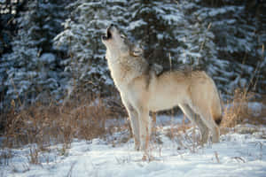 Lone Wolf Prowling Through A Snowy Landscape Wallpaper