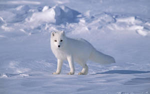 Lonely Arctic White Fox Wallpaper