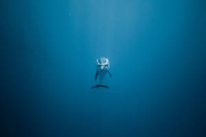 Lonely Dolphin Underwater Wallpaper