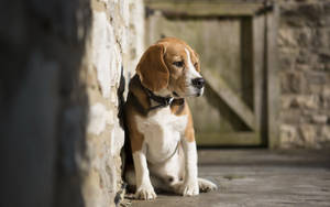 Lonely Sitting Beagle Wallpaper