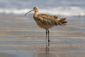 Long Billed Curlew On Beach.jpg Wallpaper