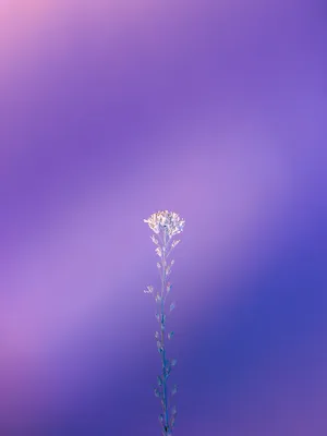 Long Flower Stem Purple Iphone Wallpaper