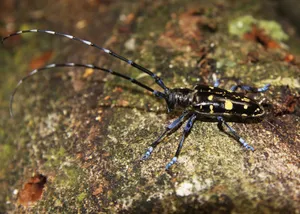 Long Horned Beetle On Tree Bark.jpg Wallpaper