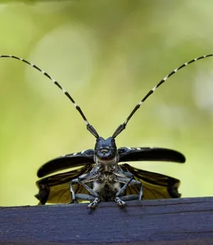 Long Horned Beetle Spread Wings Wallpaper