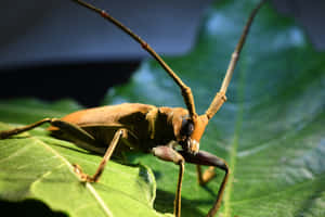 Long Horned Beetleon Green Leaf Wallpaper