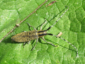 Long Horned Beetleon Leaf Wallpaper