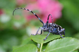 Long Horned Beetleon Leaf Wallpaper