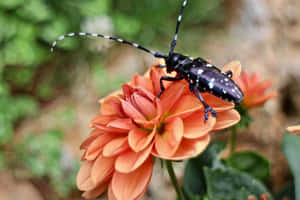 Long Horned Beetleon Orange Flower.jpg Wallpaper