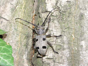 Long Horned Beetleon Tree Bark Wallpaper