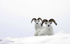 Long-horned Sheep Wallpaper