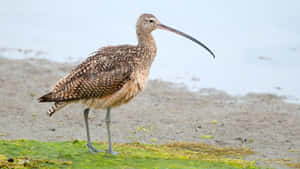 Longbilled Curlew Standingby Water Wallpaper