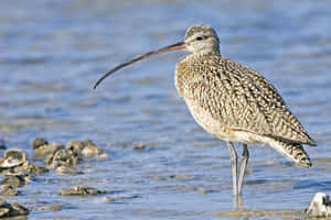 Longbilled Curlew Standingin Water.jpg Wallpaper