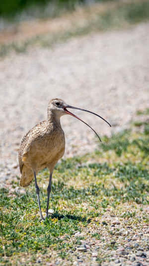 Longbilled Curlew Standingon Gravel Wallpaper