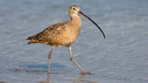 Longbilled Curlew Wading Water.jpg Wallpaper