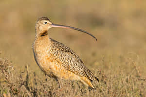 Longbilled Curlewin Grassland.jpg Wallpaper