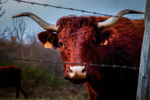 Longhorn Behind Barbed Wire Wallpaper