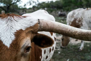 Longhorn Cattle Close Up Wallpaper