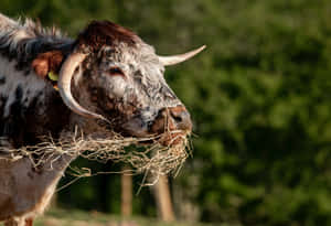 Longhorn Cattle Grazing Hay Wallpaper