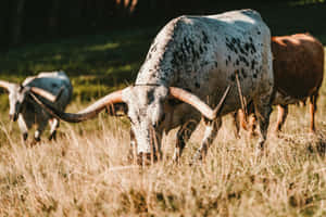 Longhorn Cattle Grazing Sunlit Field Wallpaper