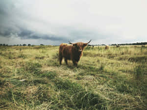 Longhorn Cattle Under Stormy Sky Wallpaper