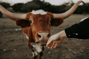 Longhorn Cattle Up Close Friendly Interaction.jpg Wallpaper